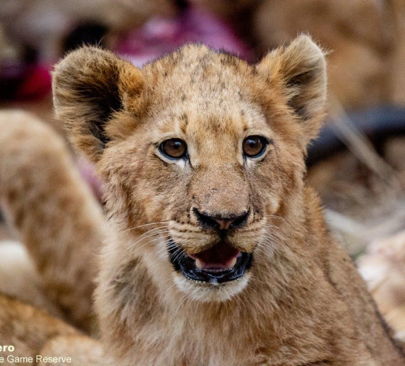 A15ronald Mutero Stix 10082021 7 Final