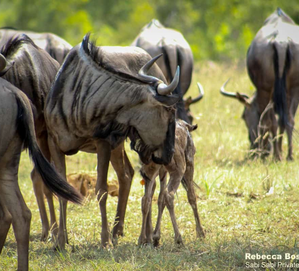 14Rebecca Boshoff Wildebeest Birth 14 10.12.2020 Final 14Rebecca Boshoff Wildebeest Birth 14 10.12.2020 Final