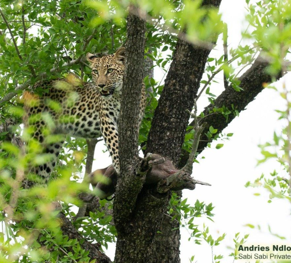 A27andries Leopard.ntsumicub 261221 1 Final A27andries Leopard.ntsumicub 261221 1 Final