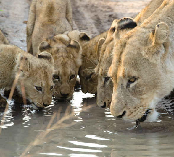 Sabi Sabi Photography 25 Sabi Sabi Photography 25