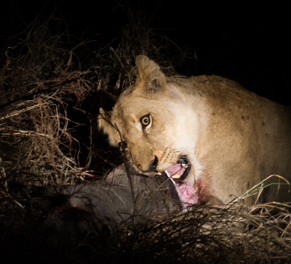 Lioness 5 Lioness 5