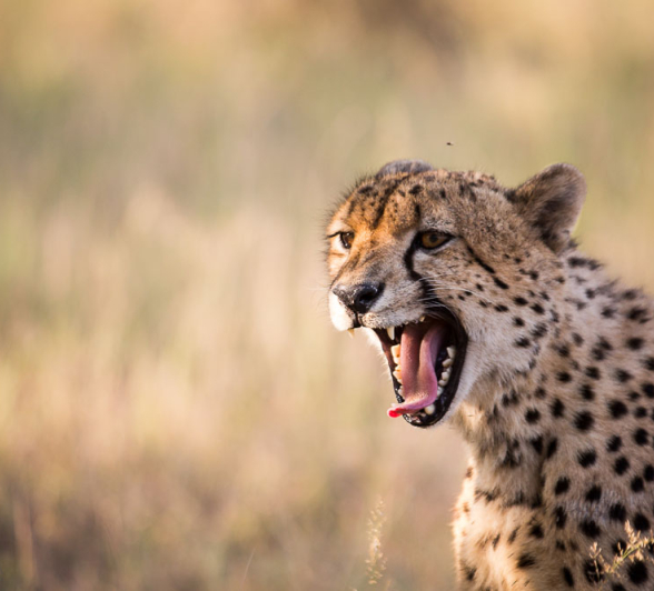 Cheetah 02 Pravir Cheetah 02 Pravir
