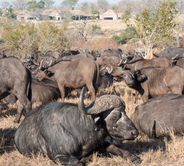 Buffalo Hunt Buffalo Hunt