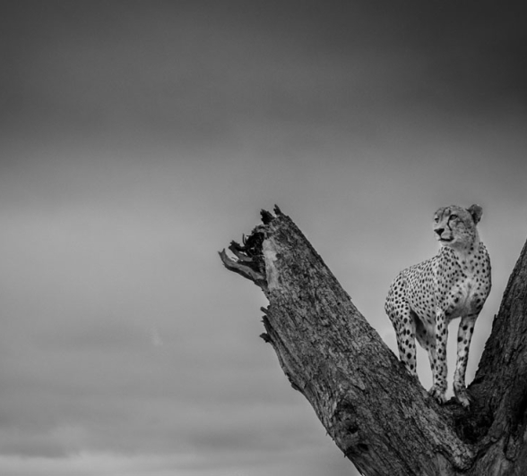 Cheetah Stare Steve Cheetah Stare Steve