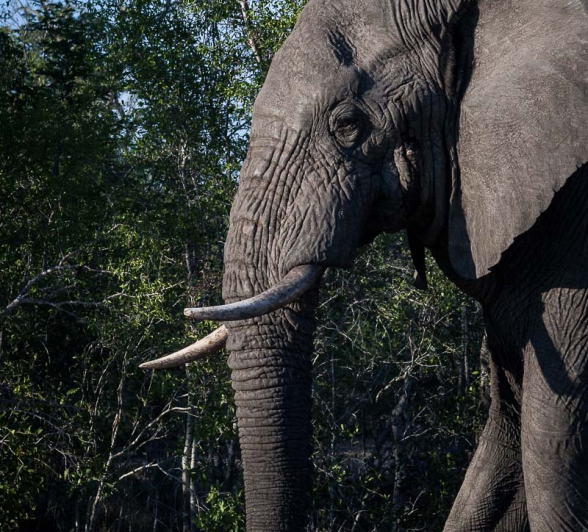 05Sheldon Hooper Big Bull 3