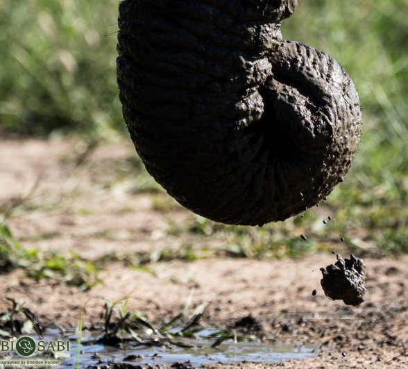 13Sheldon Hooper Elephant Mud Bath 19 01 17 Final 13Sheldon Hooper Elephant Mud Bath 19 01 17 Final