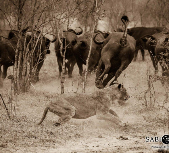 16Terry Ennever Lion Buffalo 15 Final 16Terry Ennever Lion Buffalo 15 Final