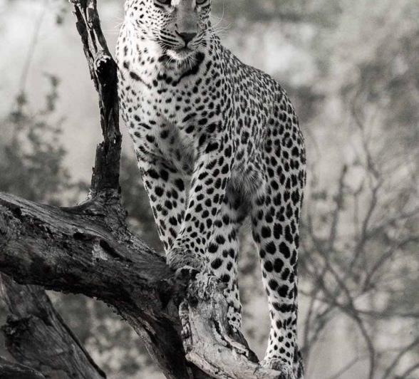 37Greg Heasman Young Female Leopard Ntumi 29 10 17 4 Final 37Greg Heasman Young Female Leopard Ntumi 29 10 17 4 Final