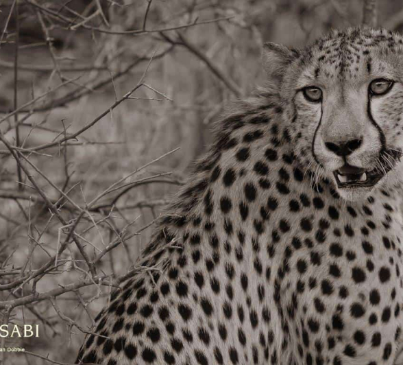 04Kevan Dobbie Cheetah 021118 2 Final 04Kevan Dobbie Cheetah 021118 2 Final