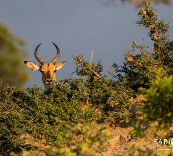06Kevin Van Der Linde Impala 25022019 Final