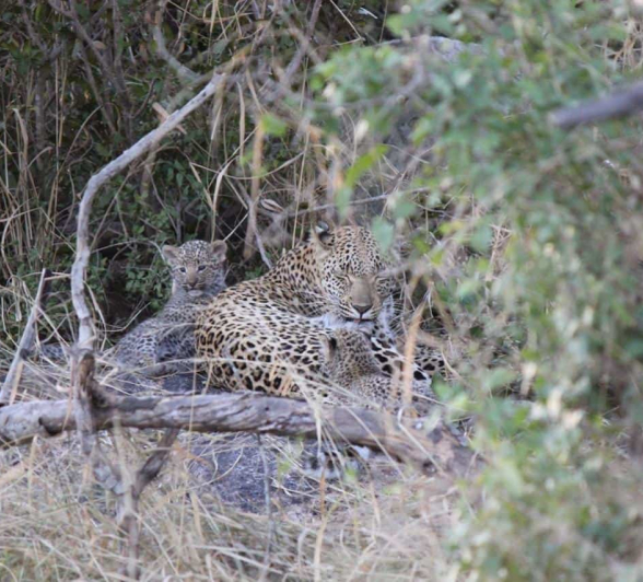 03Brent Lefaive Guest Kigelia Cubs 26062019 03Brent Lefaive Guest Kigelia Cubs 26062019