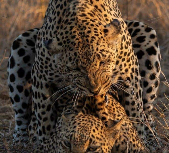 34Kevin Van Der Linde Leopard Xovo Postmans 06102019 4 Final 34Kevin Van Der Linde Leopard Xovo Postmans 06102019 4 Final