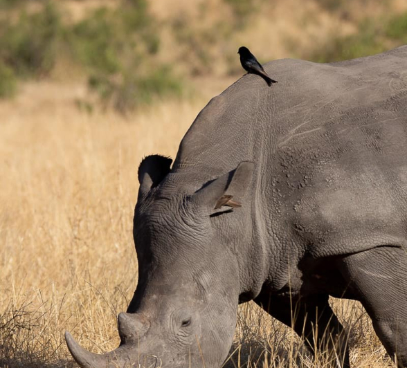 05Louise Murray Rhino 14092019 Final