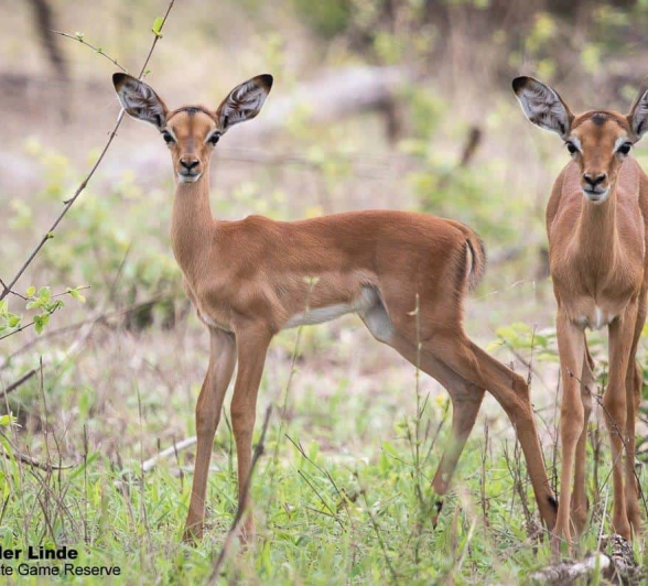 28Kevin Van Der Linde Impala 30112019 Final 28Kevin Van Der Linde Impala 30112019 Final