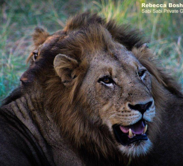 09Rebecca Boshoff Lion Kill 11 1 Of 1 Final 09Rebecca Boshoff Lion Kill 11 1 Of 1 Final