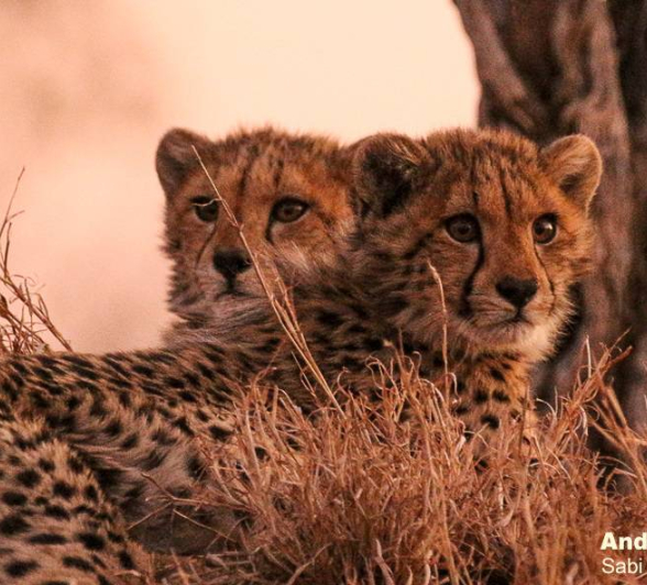 12andries Cheetah 140720 4 Final 12andries Cheetah 140720 4 Final