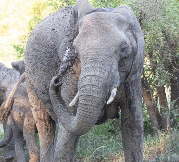 27Greg Heasman Elephant 06112020 1 Final 27Greg Heasman Elephant 06112020 1 Final