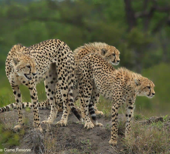 11Ally Ross 20201126 Cheetah Cubs 01 Final 11Ally Ross 20201126 Cheetah Cubs 01 Final