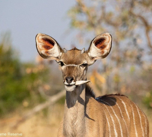 A42Ronald Mutero Kudu 05082021 Final