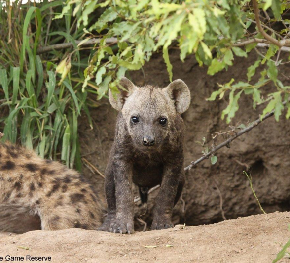 A39Erin Herbst Hyaena 1 121221 Final A39Erin Herbst Hyaena 1 121221 Final