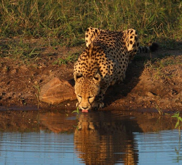 A11David Den Hartog Cheetah 06 05 2022 2 Final A11David Den Hartog Cheetah 06 05 2022 2 Final