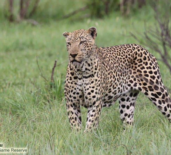 26andries Ndlovu Leopard Xivonakele 31.12.19 5 Final 26andries Ndlovu Leopard Xivonakele 31.12.19 5 Final