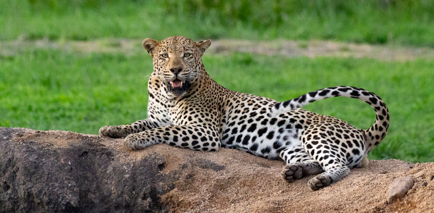 The captivating sight of a leopard, exhausted and peacefully resting on a large rock, mesmerizes Sabi Sabi guests during their private game drive.