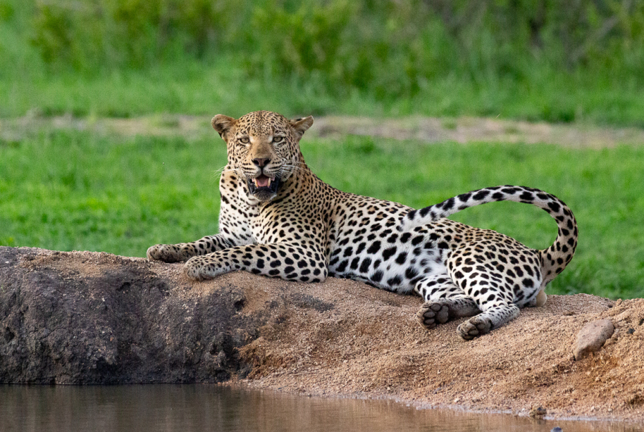 Leopard 298
