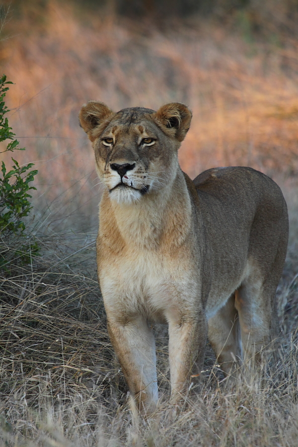 Chase or be chased Sabi Sabi Blog