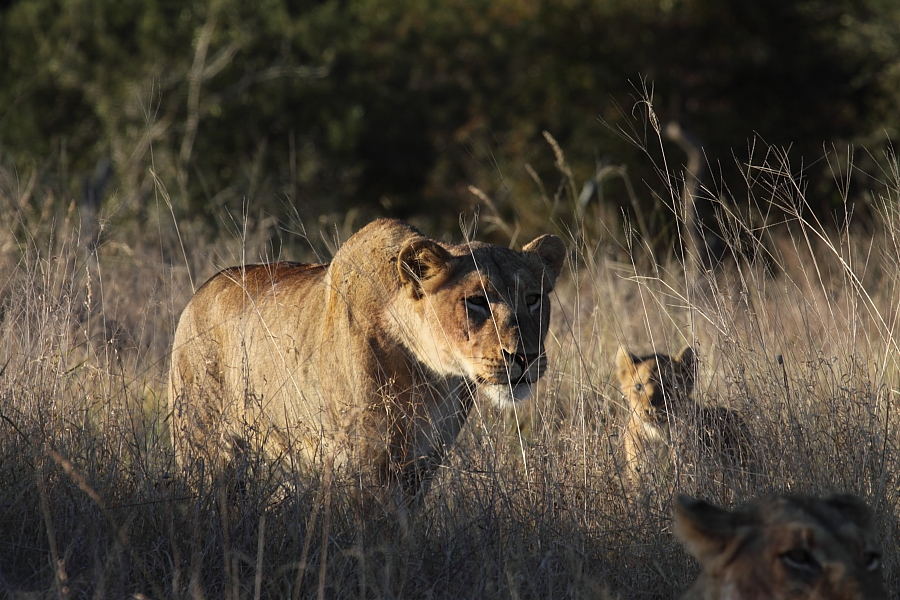 Chase or be chased Sabi Sabi Blog
