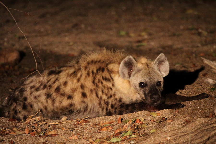 Lazy Hyena Richard De Gouveia Lazy Hyena Richard De Gouveia