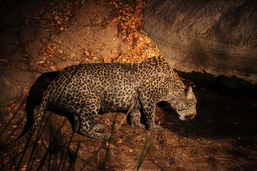 Muddy Leopard Richard De Gouveia Muddy Leopard Richard De Gouveia