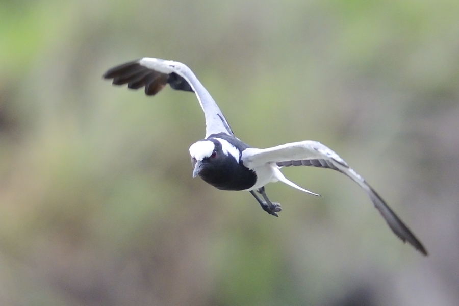 Blacksmith Lapwing Blacksmith Lapwing