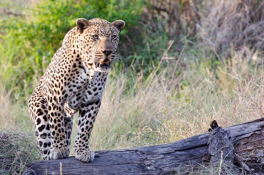 Dominant Male Leopard 2 Dominant Male Leopard 2