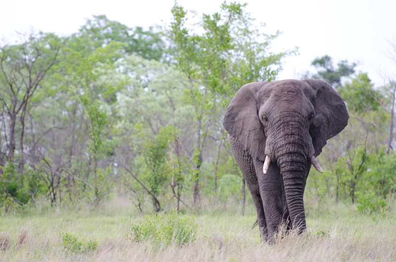 Elephant Bull In Musth Elephant Bull In Musth