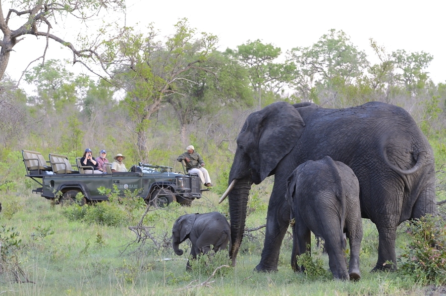 Elephants Sabi Sabi Elephants Sabi Sabi