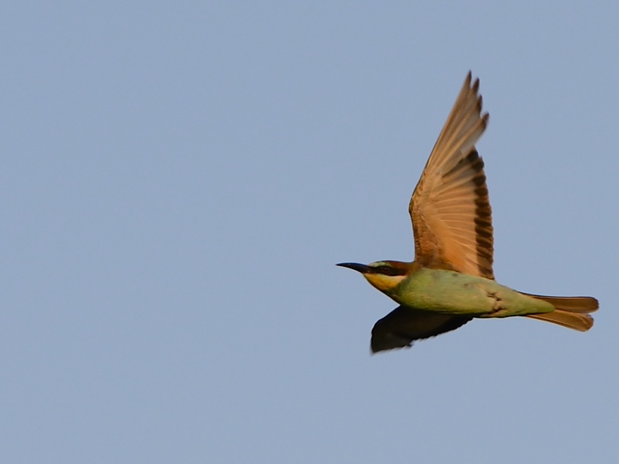 European Bee Eater European Bee Eater