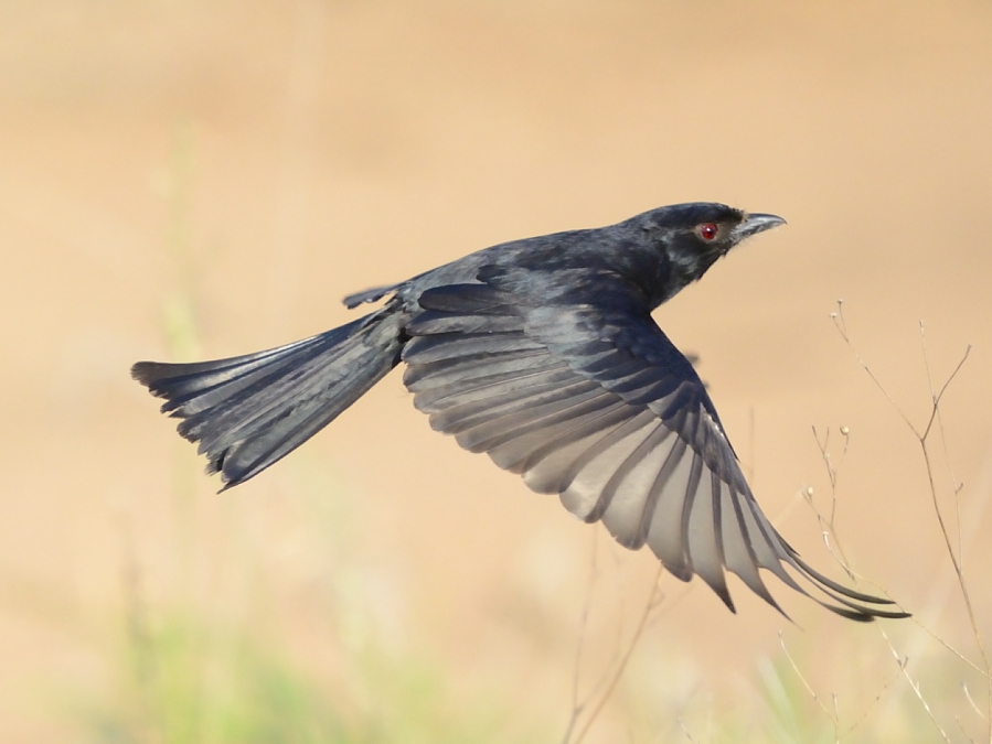 Folk Tailed Drongo Folk Tailed Drongo