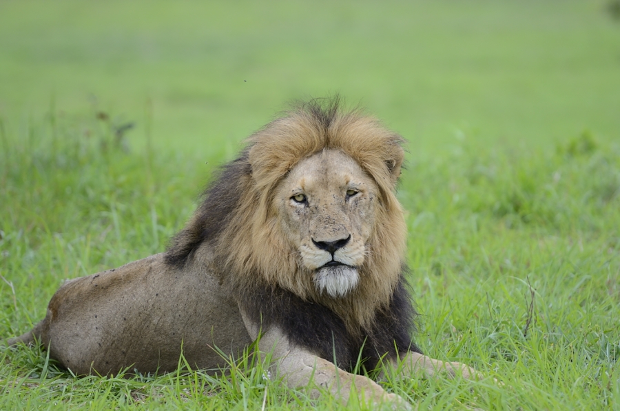 Kruger Males Kruger Males