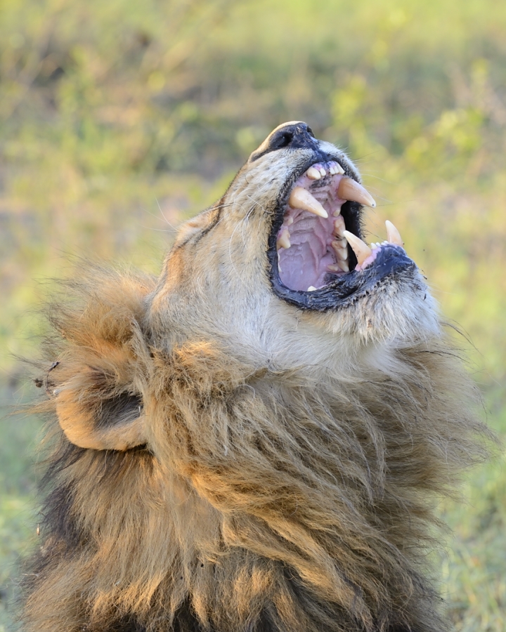 Kruger Males 1 Kruger Males 1
