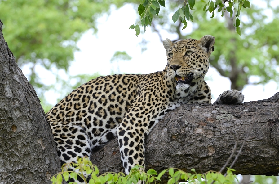 Leopard In A Tree Leopard In A Tree