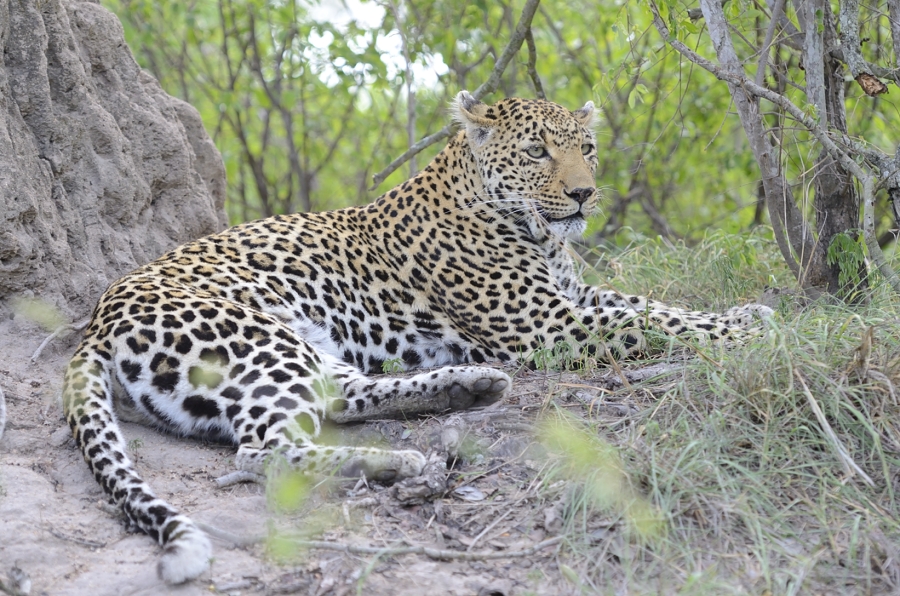 Leopard Relaxing