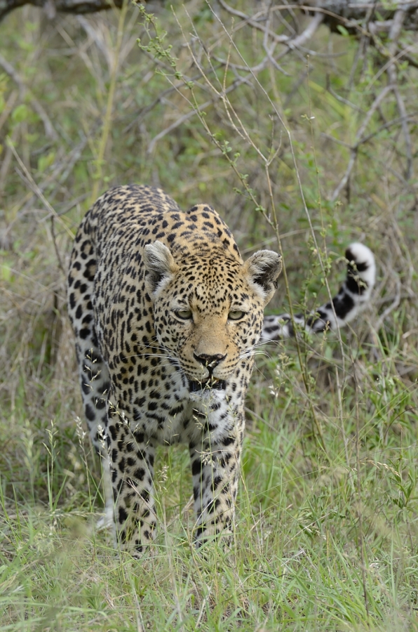 Leopard Stare Leopard Stare