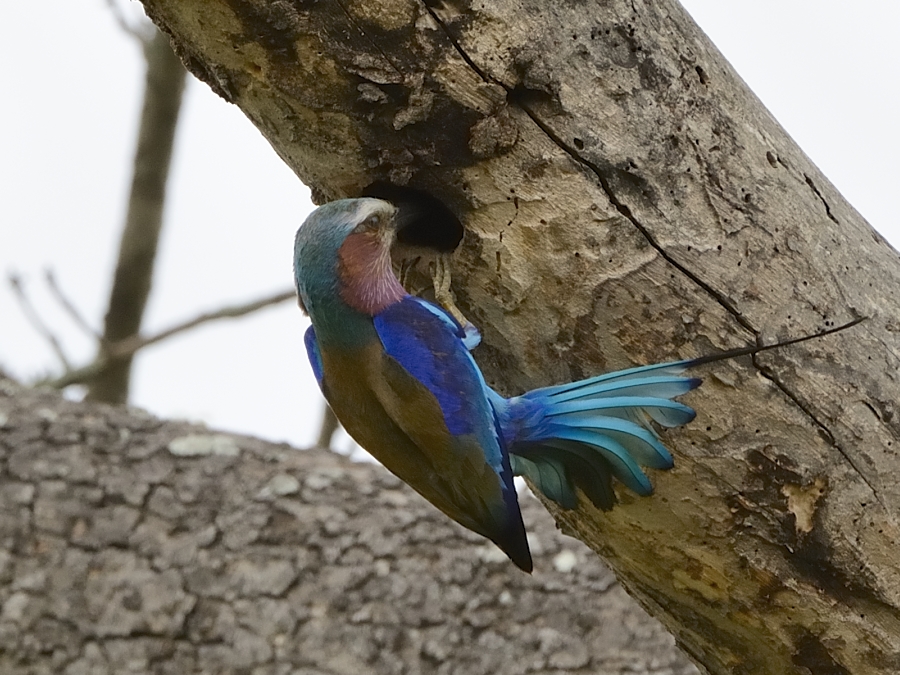 Lilac Breasted Roller Lilac Breasted Roller