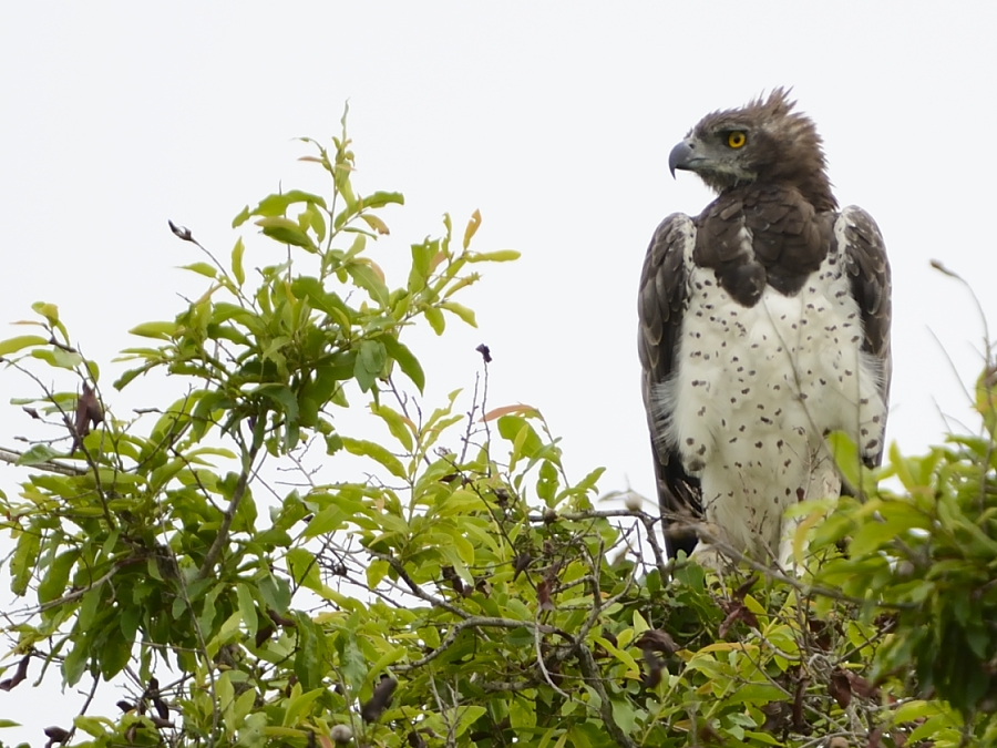 Martial Eagle Martial Eagle