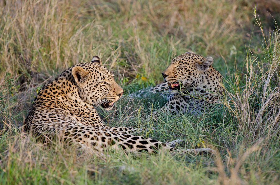Mother And Son Leopard