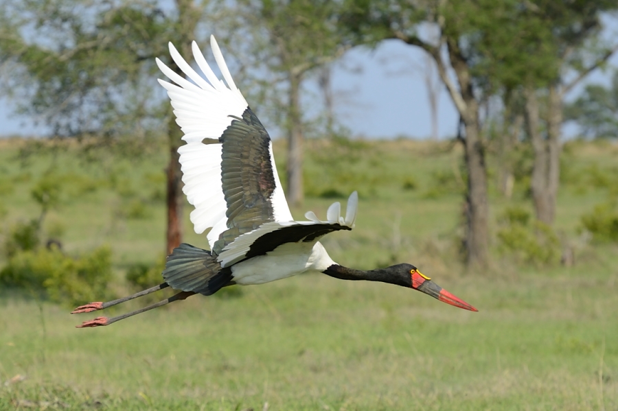 Saddle Billed Stalk Saddle Billed Stalk
