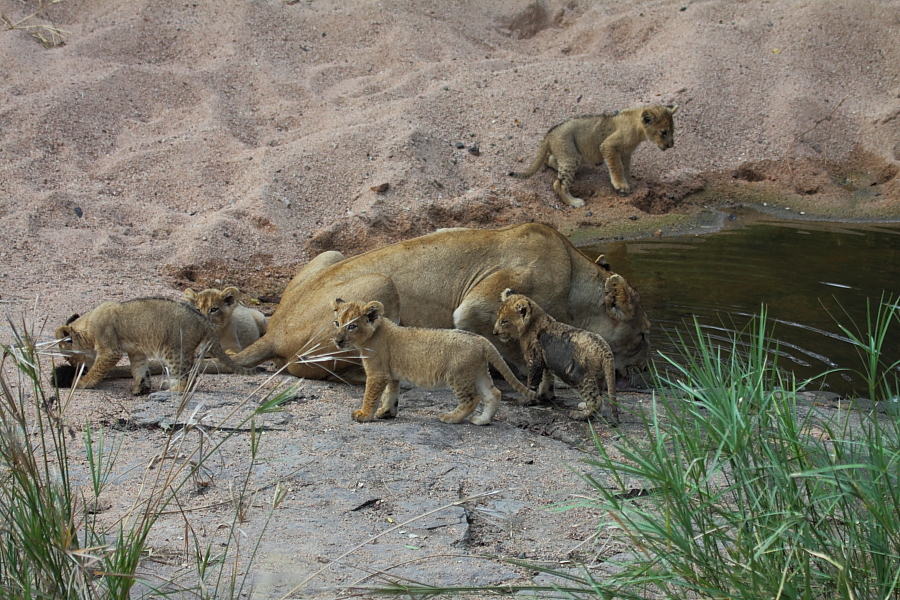 Southern Pride Cubs 0 Southern Pride Cubs 0