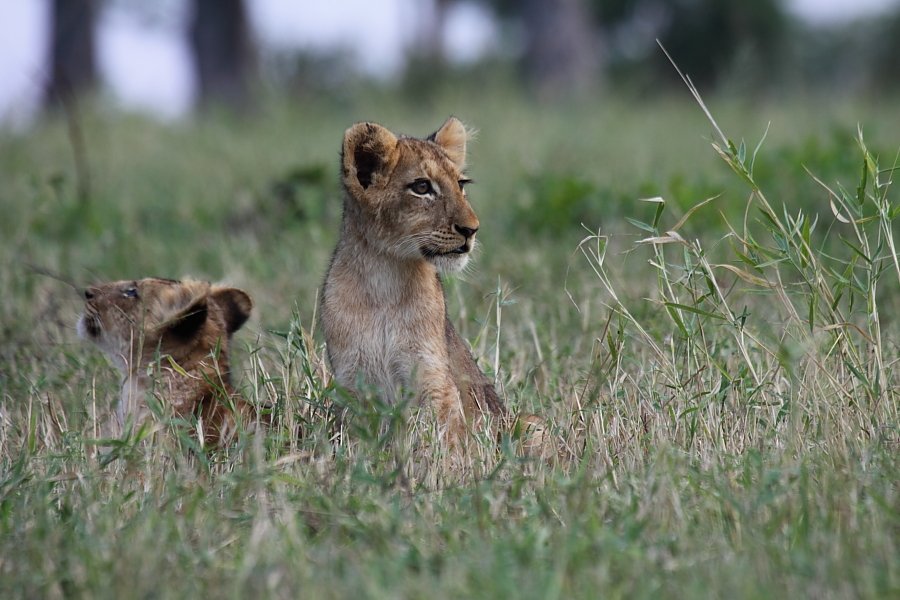 Southern Pride Cubs 1 Southern Pride Cubs 1