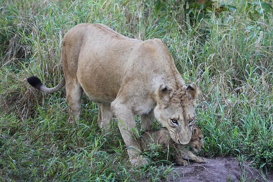 Southern Pride Cubs 2 Southern Pride Cubs 2